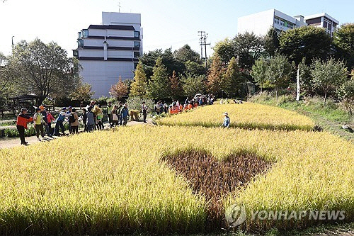 17일 서울 은평구 향림도시농업체험원에서 열린 제8회 향림 벼 베는 날 '논두렁 축제'를 찾은 시민들이 벼 베기 체험을 하고 있다. [연합뉴스]